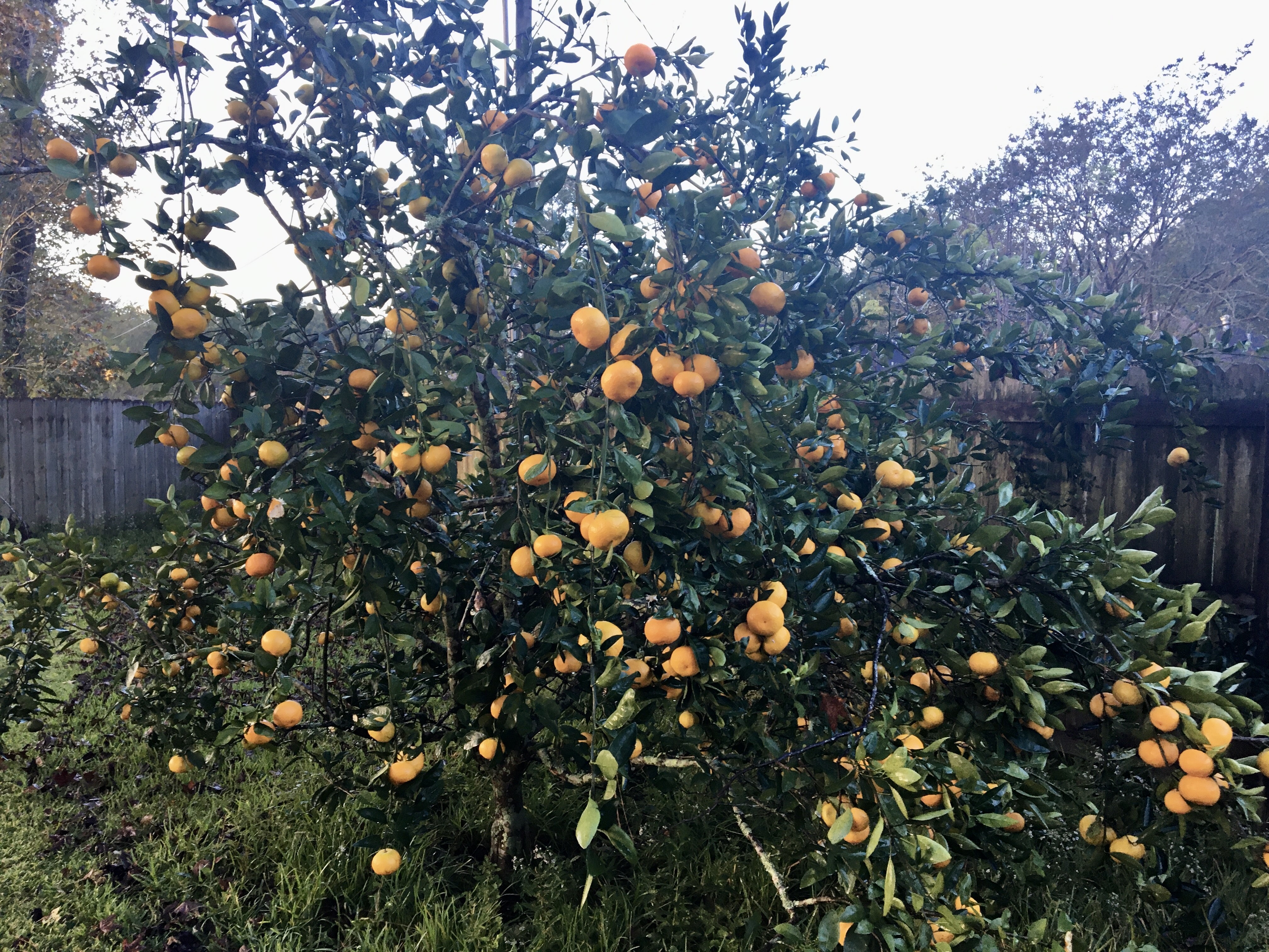 It’s satsuma time in Louisiana 